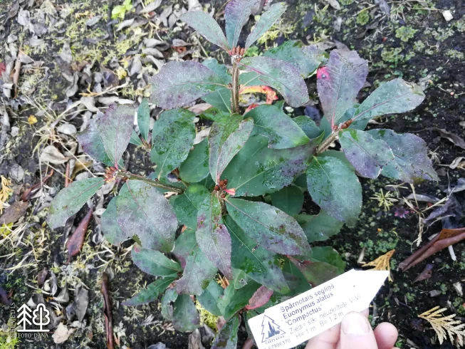 Euonymus alatus   'Compactus'